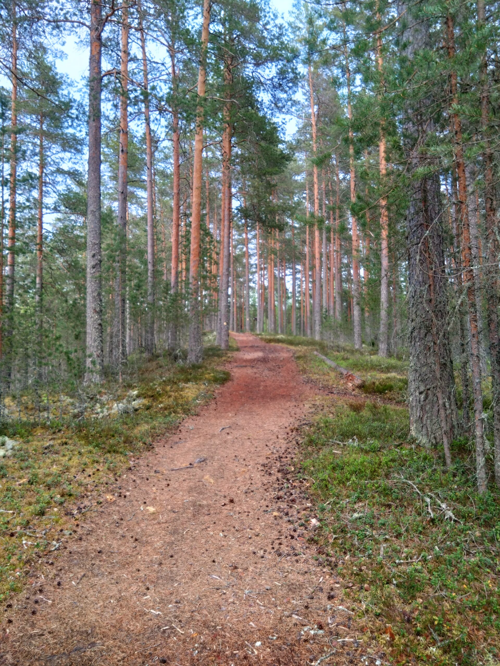 Kuntorastit Selänpohjassa 10.6.2026