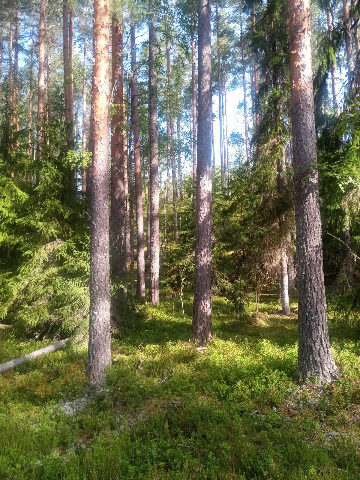 Omatoimirastit Selänpohjassa 11.-21.6.