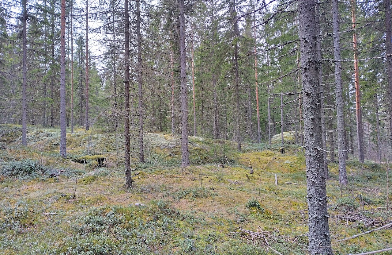 Kuntorastitulokset 5.8. ja omatoimirastit Huikossa!